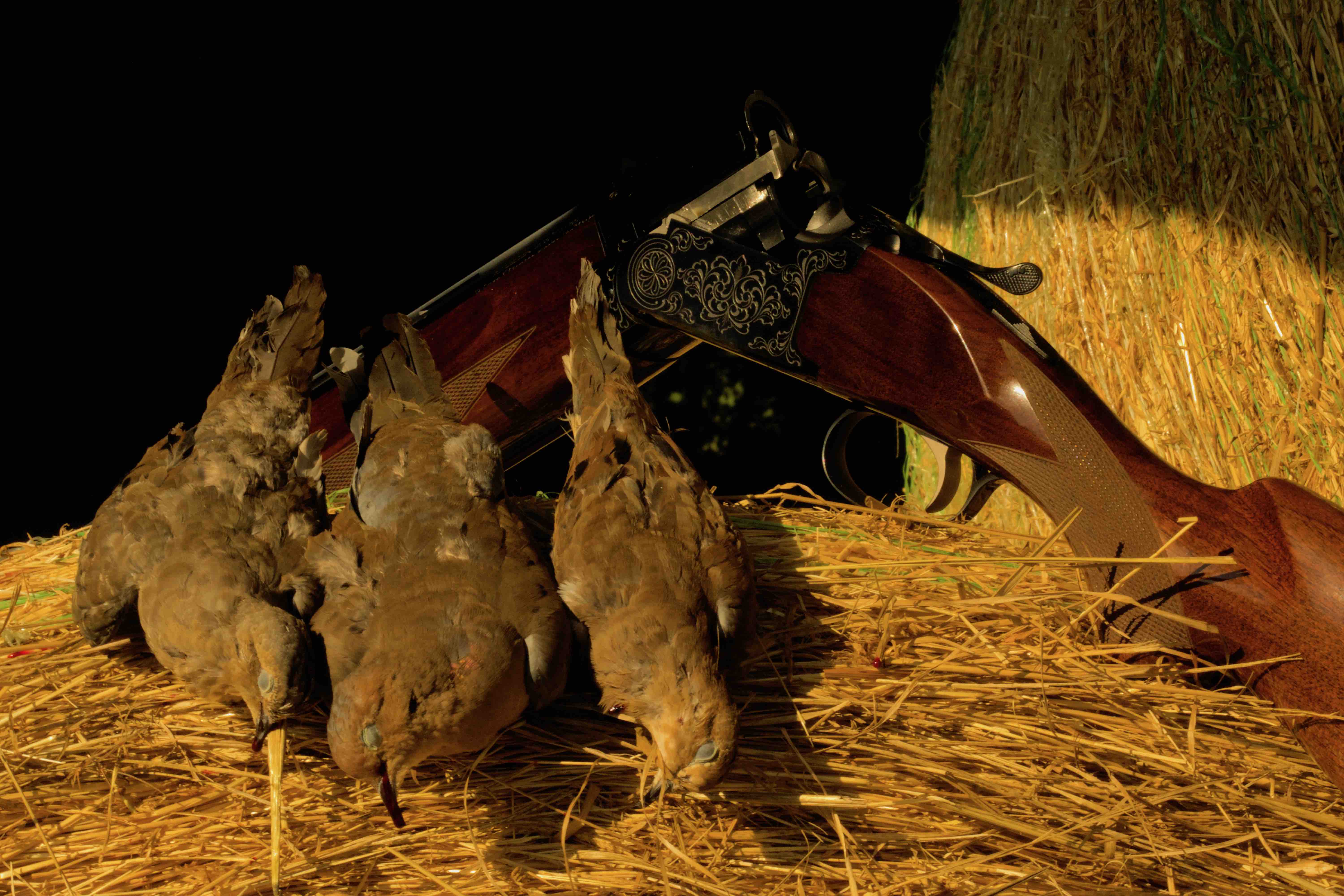 Requirements to attend a Dove hunt with DB bar D DB Bar D Outfitters