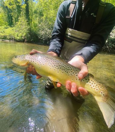 Dry Fly Brown Trout on The South Mills River