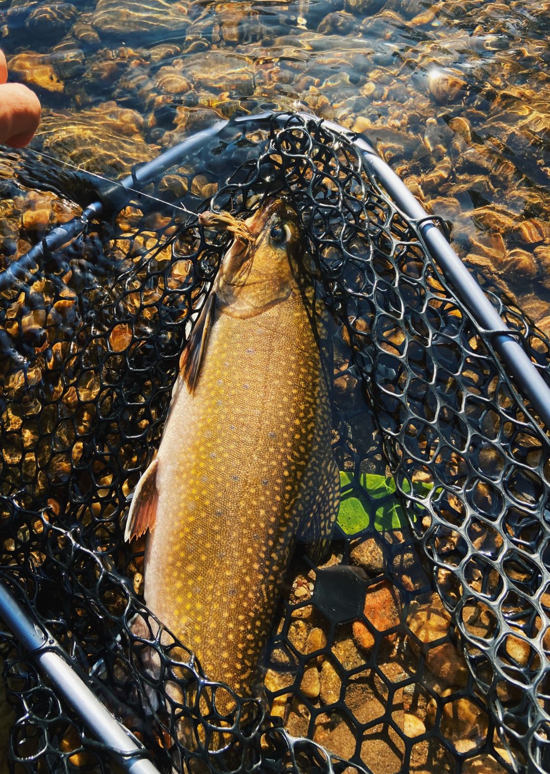 Streamer Eating Brook Trout