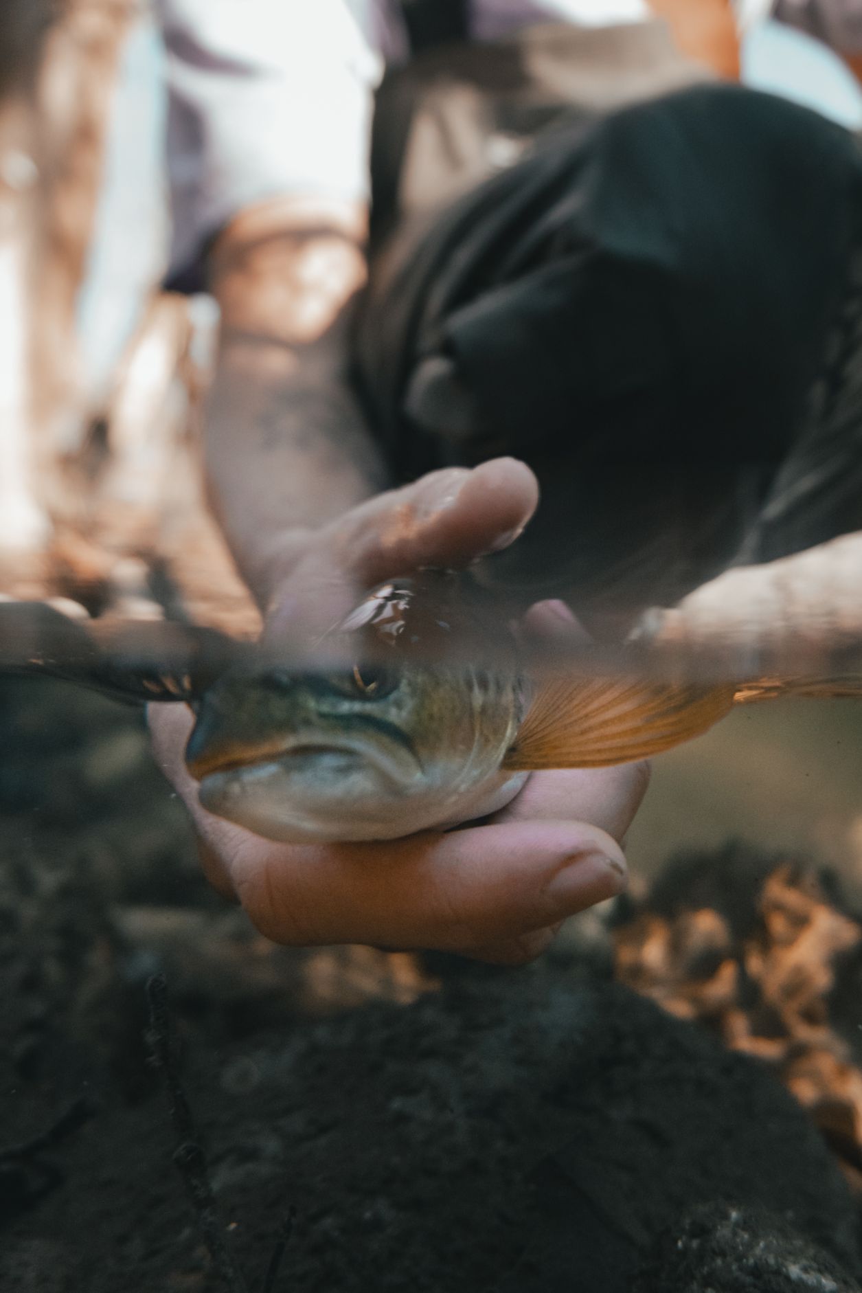 Brown Trout