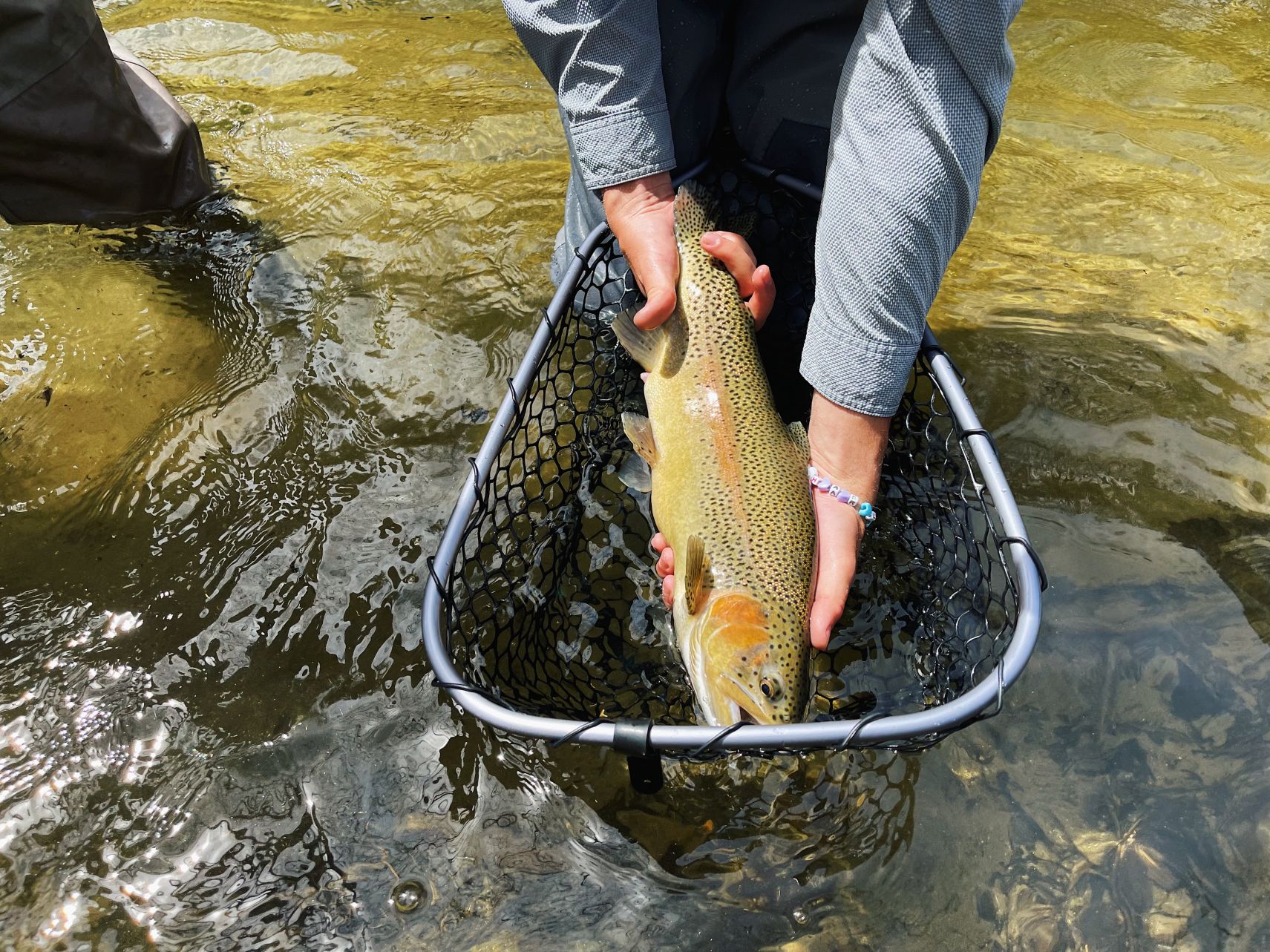 Guided Fly Fishing Rainbow Trout 